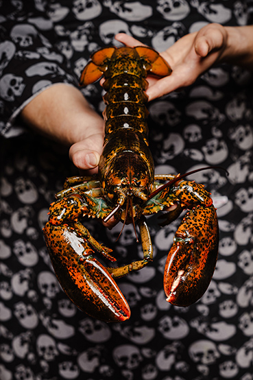 Fresh lobster - Captain Cook